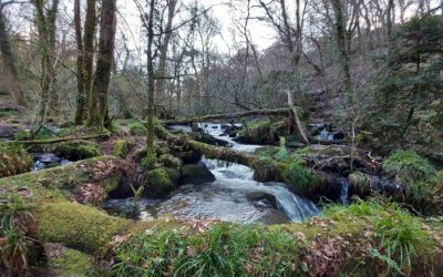 Kennall Vale Nature Reserve