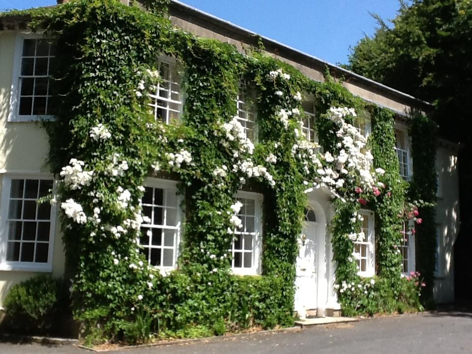 Beautiful roses at Rose in Vale