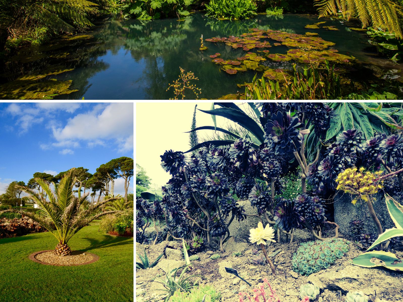 Japanese garden wallpapers in Cornwall.